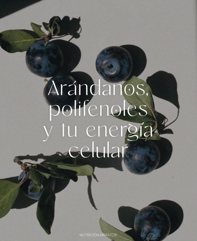 Los arándanos como aliado para la longevidad.Una razón más para amarlos 👉🏼👉🏼 desliza para aprender un poquito más sobre este fruto 🫐Y a por el día! 🤸🏼‍♀️🤸🏼‍♀️....#longevidad #sirtuinas #antiinflamatorio #frutosrojos #microbiota #salud #dietasaludable #bienestar #nutricion